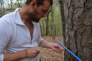Bioclimatologist A. Park Williams extracts a core from a shortleaf pine; the size and density of rings will tell him how the tree has reacted to past weather swings. 