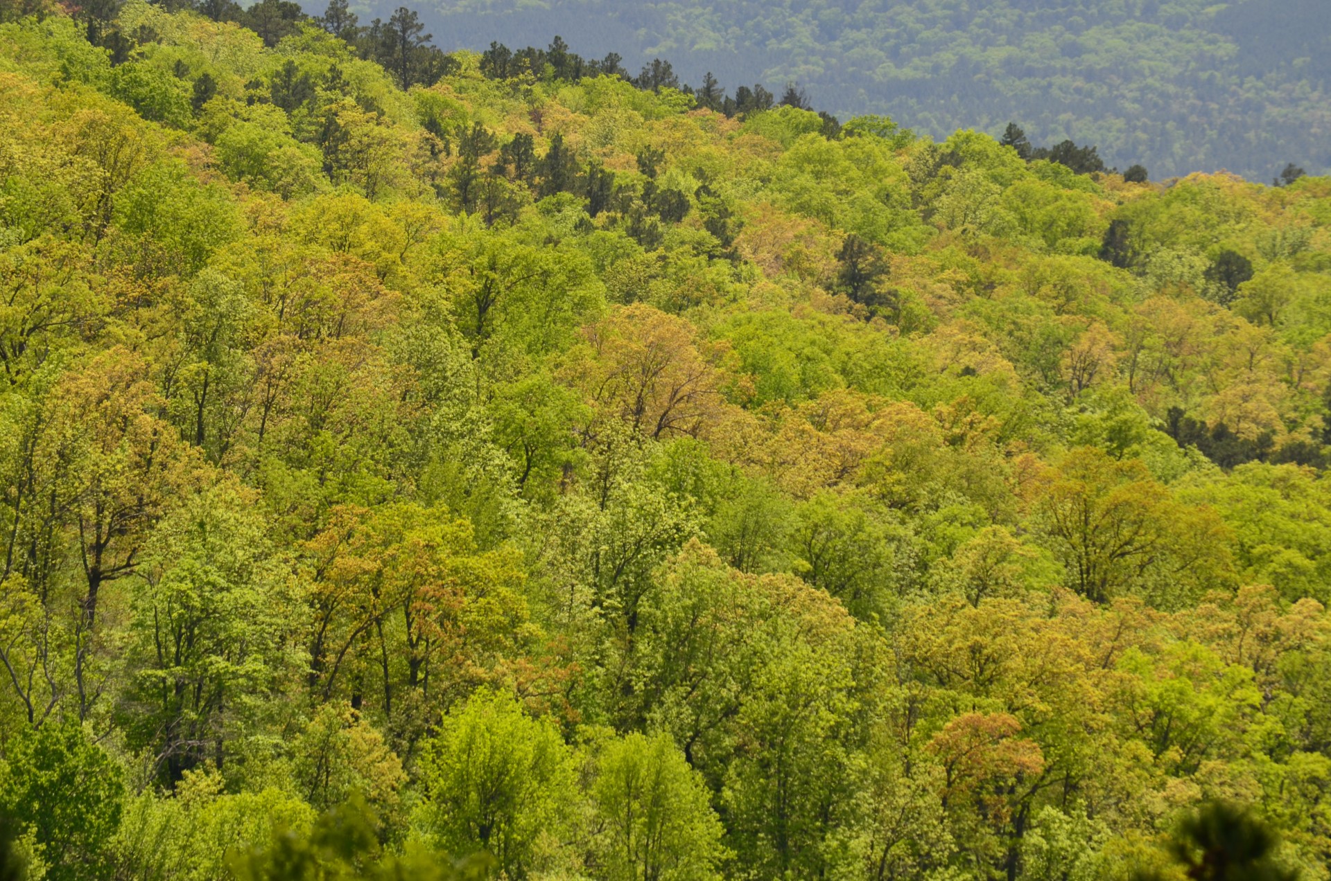 Forests in Arkansas' Ozark mountains tend to be a mixture of deciduous and conifer trees. Species compositions could change in the future.