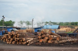 Logging has long been the lifeblood of many towns here. An Arkansas mill converts pines into lumber.