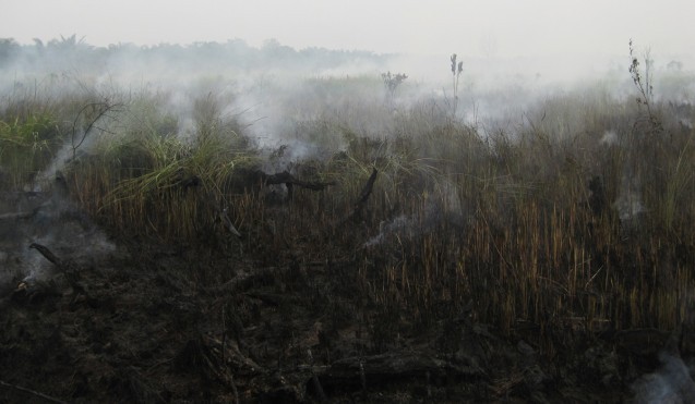 Peat smolders after a fire. (Tan Yi Han, CC-BY-SA-3.0)