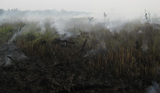 Peat smolders after a fire. (Tan Yi Han, CC-BY-SA-3.0)