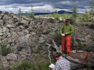 Researchers take samples from a fallen tree in Mongolia. Credit: Neil Pederson.