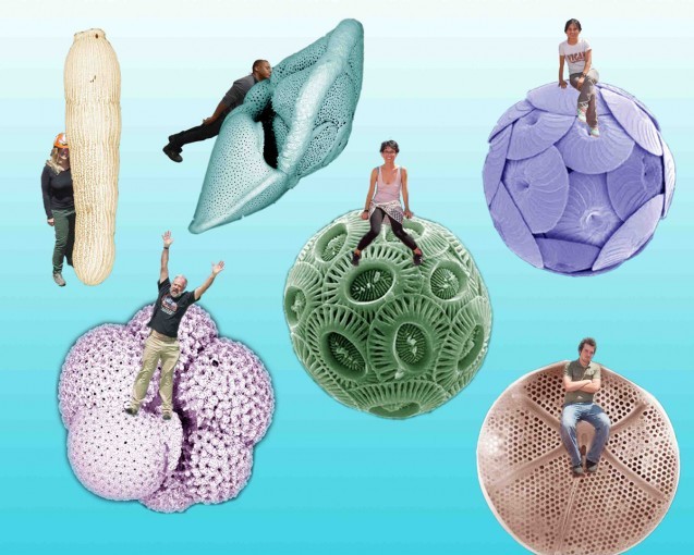 Expedition 361’s nannofossil experts with their specialties (not quite to scale ...): Top, left to right: Margit Simon, Thiago Pereira dos Santos, Luna Brentegani and Deborah Tangunan. Bottom left to right: Dick Norris and Jason Coenen. Illustratio
