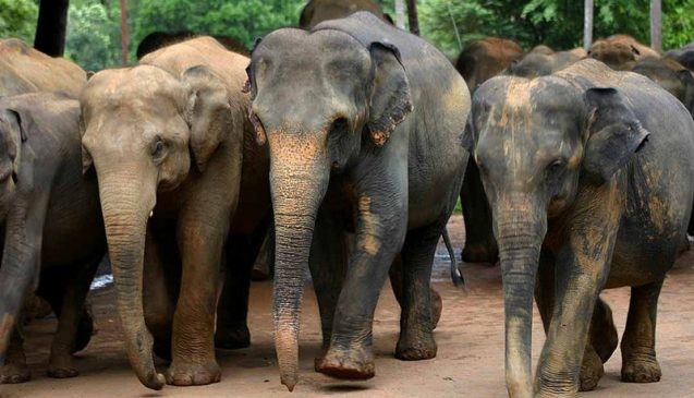 Asian elephants, like these in Sri Lanka, are sensitive to temperature. A new study finds plant and animal populations would have to migrate farther to maintain their current average temperature in a warming world. Photo: Amila Tennakoon, CC-BY-2.0