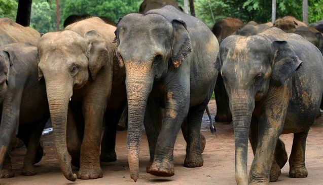 Asian elephants, like these in Sri Lanka, are sensitive to temperature. A new study finds plant and animal populations would have to migrate farther to maintain their current average temperature in a warming world. Photo: Amila Tennakoon, CC-BY-2.0