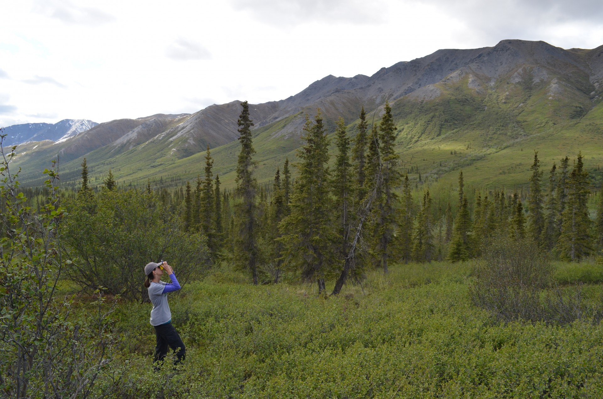 Natalie Boelman, an ecologist at Columbia University’s Lamont-Doherty Earth Observatory, measures the height of trees at one study plot.