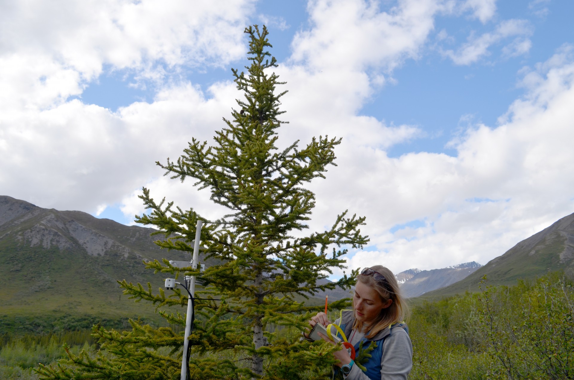 On her first trip to the north, Lamont-Doherty graduate student Johanna Jensen takes down data on a wired-up spruce. The study will provide not only long-term information on climate change, but opportunities for young scientists to work directly in t