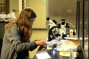 Intern Rebecca Holt works with samples in the Lamont Core Repository. Photo: Rebecca Fowler