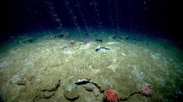 The AUV Sentry discovered an area of seafloor where methane is bubbling up, similar to the earlier photo. The data will be used to plan the team's next dive with scientists inside a submersible. Photo: NOAA