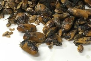 Mussels brought back from the seafloor by the submarine team. Photo: Bridgit Boulahanis