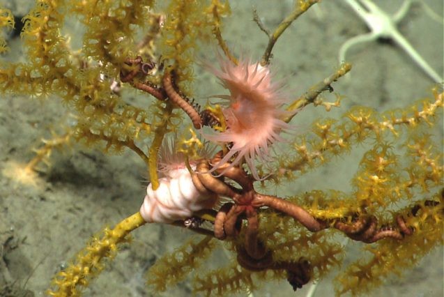 Corals living in the Georges Bank canyons form habitats for other organisms. Anemones and brittle stars live on this Paramuricea coral. Seafloor images courtesy of NOAA Okeanos Explorer Program