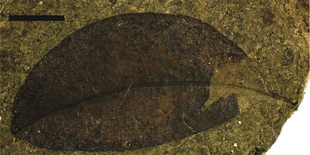 A fossilized Litsea calicariodies leaf from New Zealand’s Foulden Maar. (Tammo Reichgelt/Lamont-Doherty Earth Observatory)