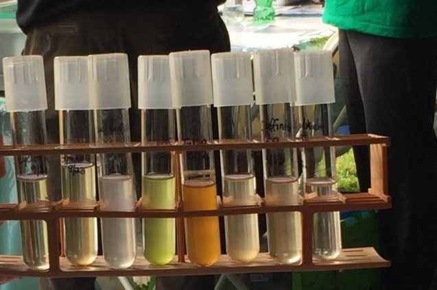Phytoplankton have a rainbow of pigments that help collect sunlight and keep our planet habitable. Dyhrman Lab showed them off at Lamont Open House and reminded guests: "Take a breath, thank a phytoplankton."