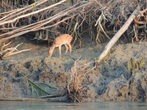 One of the many chital, or spotted deer, we saw along the way.
