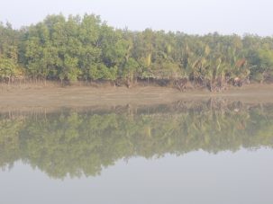 Sundarban Mangrove Forest at low tide.