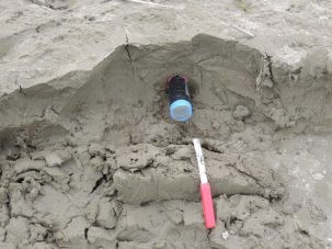 Digging out our OSL dating sample of silt on the Ganges. The tape wrapped PVC pipe had been hammered entirely into the outcrop. The sample inside must not be exposed to light or it will be ruined.