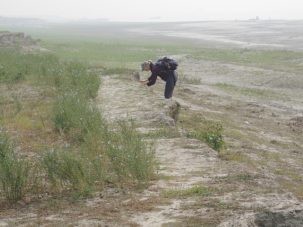 Liz examines an outcrop on the large char across from Sirajganj while looking for appropriate sediments to sample. Wherever the conditions are right, the chars are planted with crops while the bare sand remains exposed in the younger parts of the char.