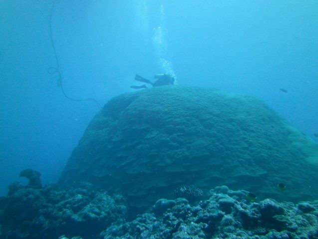 A scientist surveys a large Porites coral colony in American Samoa, which is located in the South Pacific Convergence Zone (SPCZ) and impacted by the SPCZ zonal events Linsley et al. reconstructed using similar corals from Indonesia's Makassar Strait. Photo: Brad Linsley