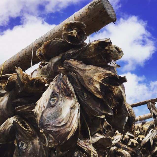 A major reason Vikings were in Norway was for the cod fishing—the best in the world. Cod are still very important to Norwegians who fish in winter when the cod are spawning and then hang millions of cod heads and bodies to dry on wooden racks for months.