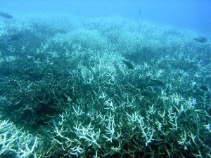 When water is too warm, coral expels the algae living in its tissue, causing it to turn completely white - a process known as coral bleaching. Photo: Wikimedia Commons