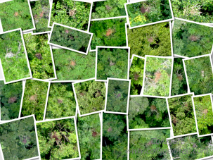 A collage of drone shots of orang-utan nests. Photo: conservationdrone.org