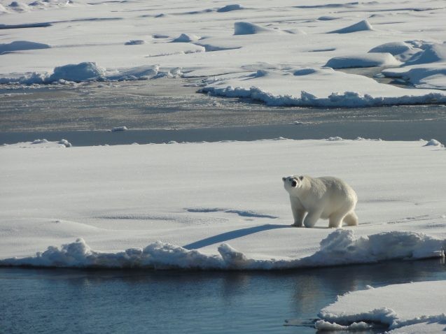 An understanding of drifting sea ice patterns may aid conservations in deciding where to establish wildlife refuges. (Margie Turrin/Lamont-Doherty)