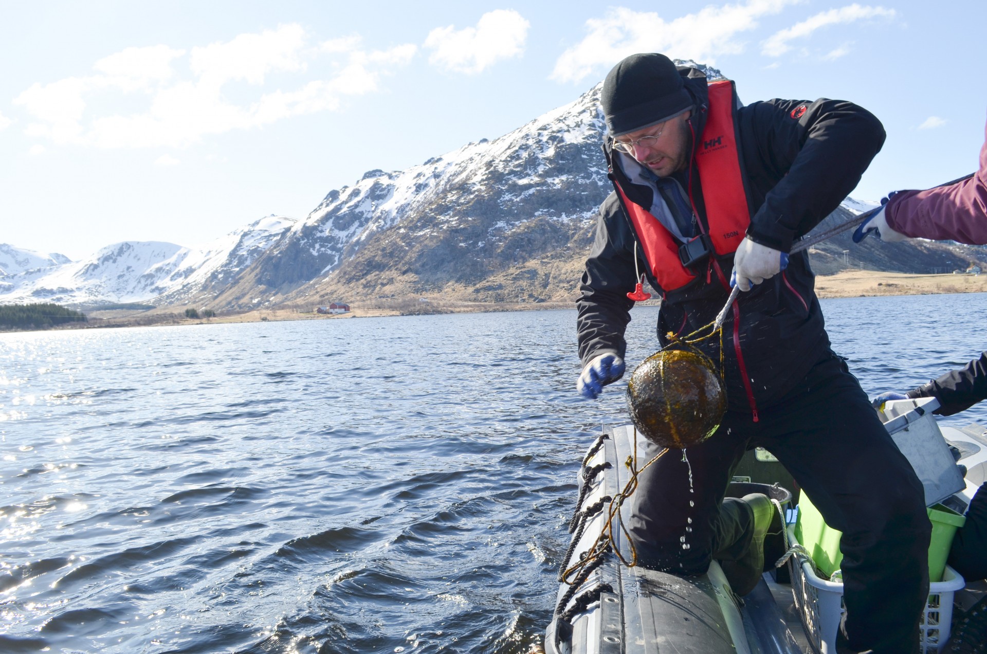 Scientists are plumbing the bottoms of lakes and bays in Norway's arctic Lofoten Islands to investigate the influence of climate and sea level on the Vikings. Climatologist William D'Andrea of Lamont-Doherty Earth Observatory hauls up a float that has been moored below the surface for several years. (All photos: Kevin Krajick)