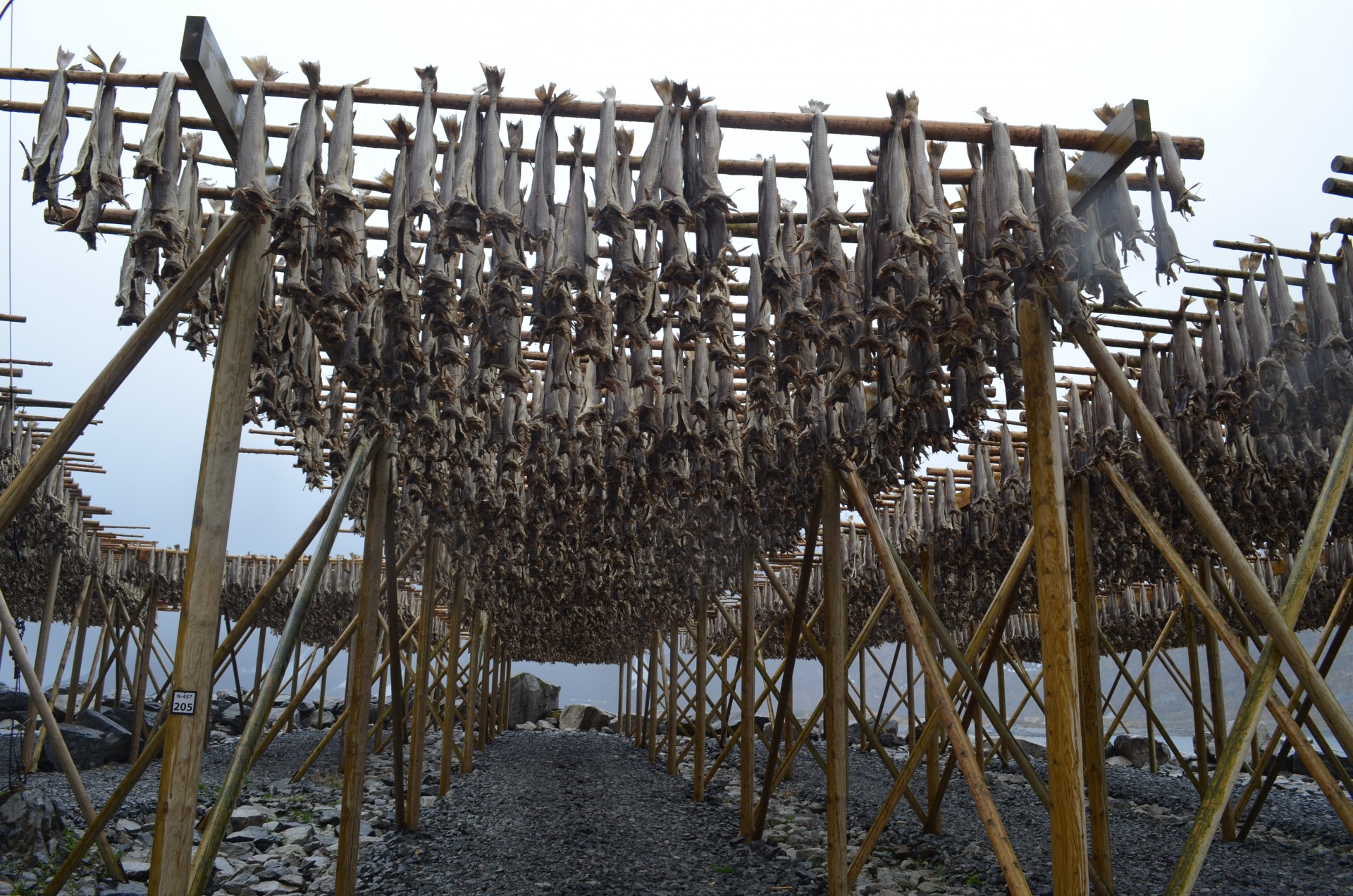 Top: Looking over the prow of a replica Viking ship; the originals were used for fishing as well as raiding. Bottom: Cod, drying on racks in the fishing village of Sund, were probably a staple for early islanders, and still are.