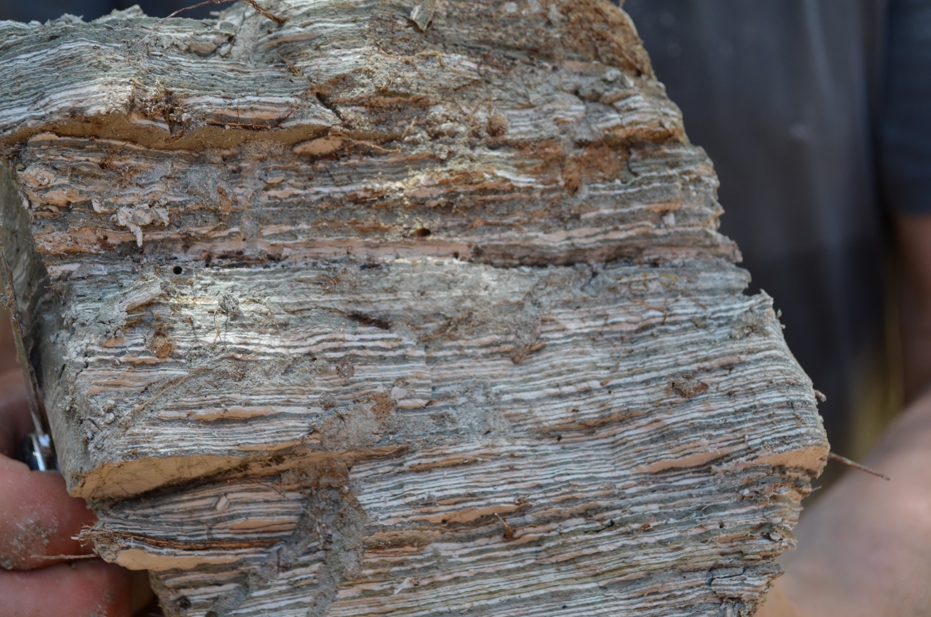 In a sample chiseled from a cliff face, alternating layers of whitish sediments and dark ones suggest dry and wet periods, respectively, during the past.