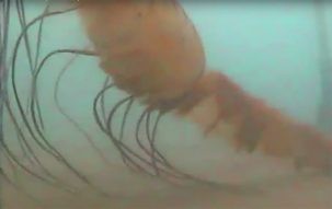 A jellyfish passes directly in front of the camera.