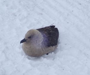 A south polar skua appears very benign but these aggressive birds fly right at the heads of humans when they feel threatened. Photo (from a safe distance) J. Spergel