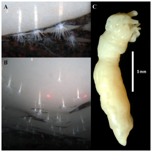 A new species of sea anemone named Edwardsiella andrillae (http://journals.plos.org/plosone/article?id=10.1371/journal.pone.0083476). This species lives with most of its column in the ice shelf, with only the tentacle crown extending into the seawater below. A and B show the specimens in situ. Red dots are 10 cm apart. Image: ANDRILL 200 Coulman High Project/SCINI https://doi.org/10.1371/journal.pone.0083476.g002