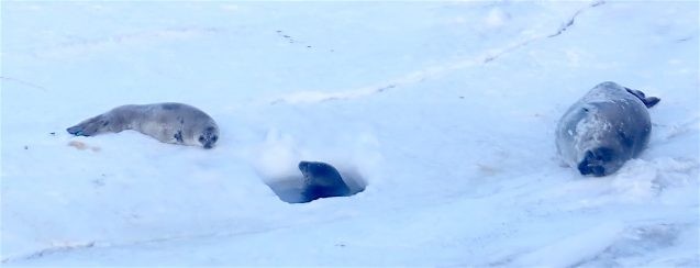 Wendell seal mother pops up from the hole in the ice to communicate with her pup.