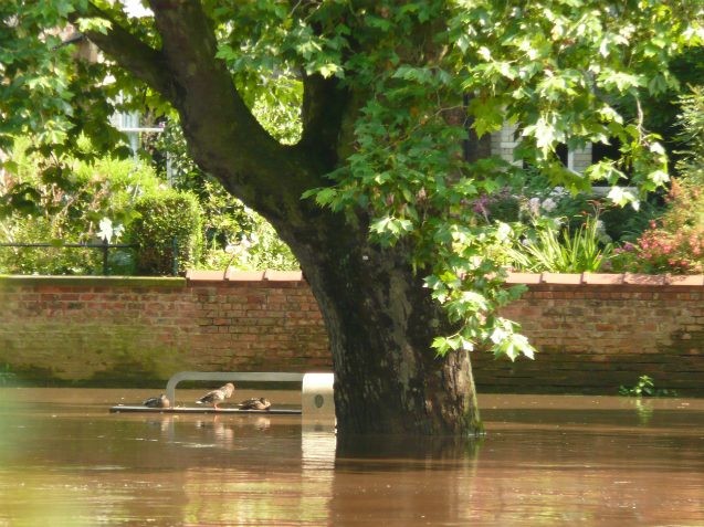 tree ducks flooding