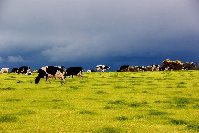 cows in pasture