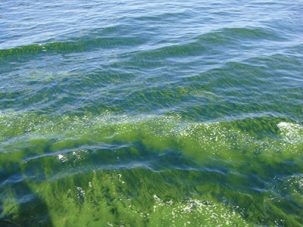 algae blooms in water