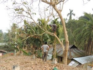 2CuttingTree 303x227.jpg