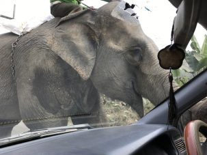 2Elephant 303x227.jpg