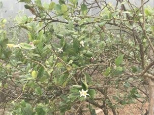 2LemonTree 303x227.jpg