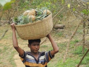 2Pineapples 303x227.jpg
