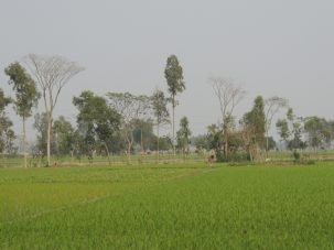 7ricefield 303x227.jpg
