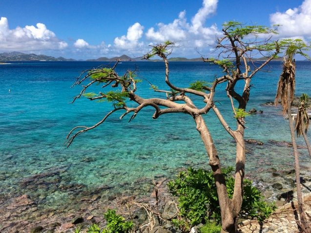 tree on coastline