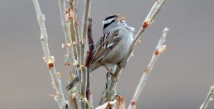 arctic birds gambels white-crowned sparrow on a branch