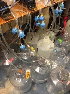 filtering station at the Dyhrman Lab