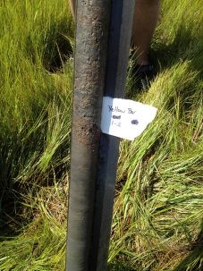 core from salt marsh in Jamaica Bay