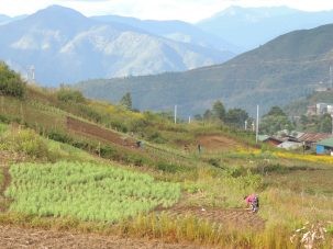 3FarmingTedim 303x227.jpg