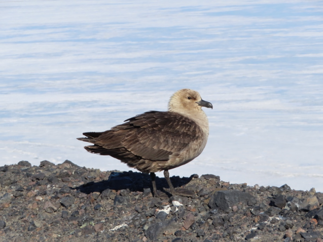 skua in antarctica