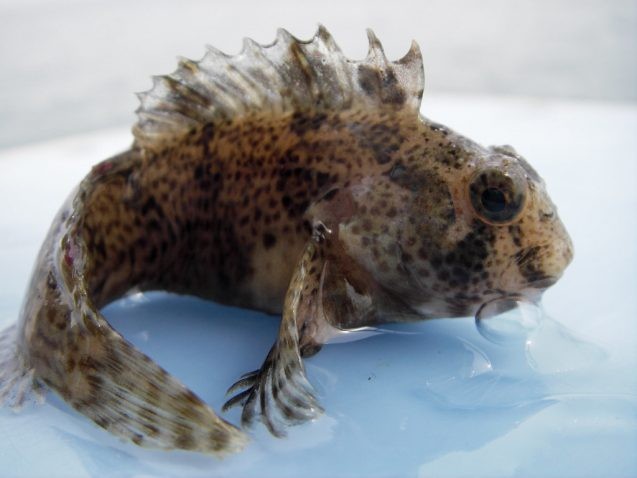 FeatherBlenny VirginiaInstituteofMarine Science 637x478.jpg