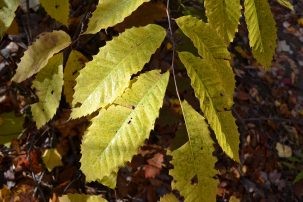 Scientists are using synthetic biology to make American chestnut trees more resilient to a deadly fungus