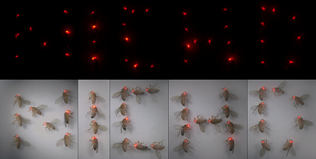 fruit flies with red eyes